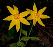 Arnica cordafolia 18-9356
